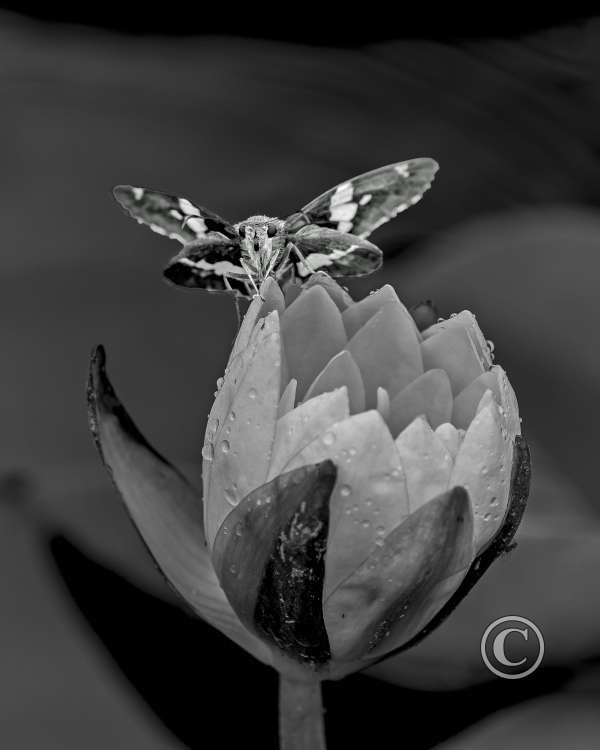 Best Black and White-Mary Headley-B&W_Moth_Lily 