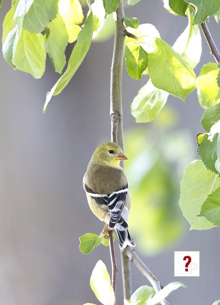 Birds-Honorable Mention-Diane Kinney-Goldfinch