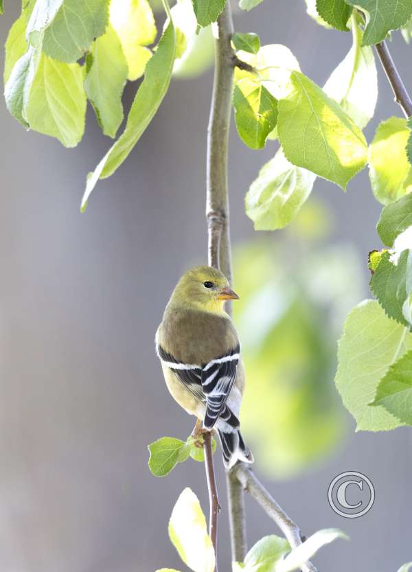 Birds-Honorable Mention-Diane Kinney-Goldfinch