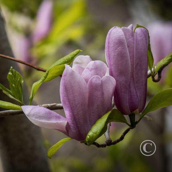 Flora-3rd Place-Donna Gray-Magnolia Blossums