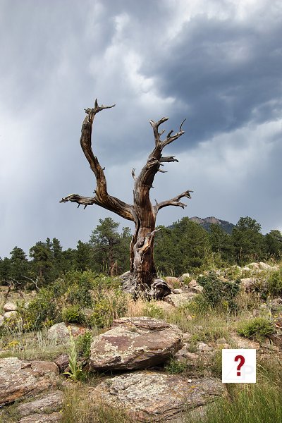 Scenic-2nd Place-Linda Schuett-Old Tree