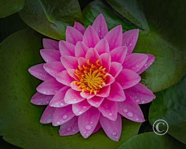 Flora-1st Place-Mary Headley-Pink Water Lily