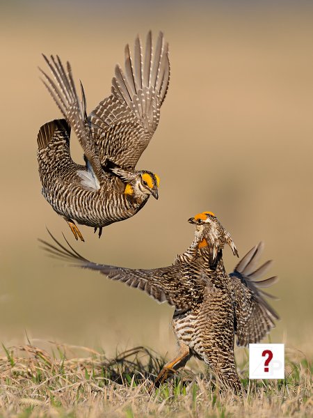 Birds-1st Place-Allen Kurth-Prairie Chicken Courtship Display