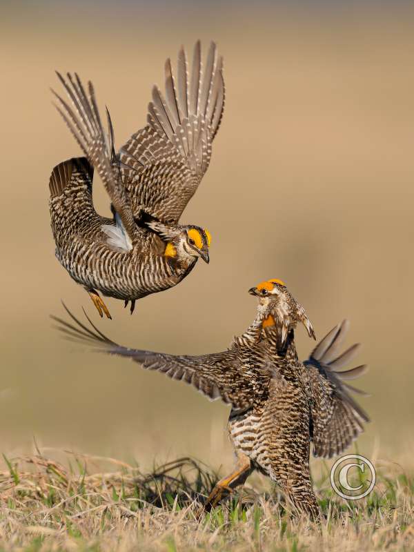 Birds-1st Place-Allen Kurth-Prairie Chicken Courtship Display