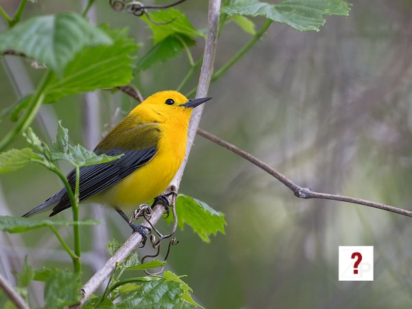 Birds-Honorable Mention-Allen Kurth-Prothonotary Warbler