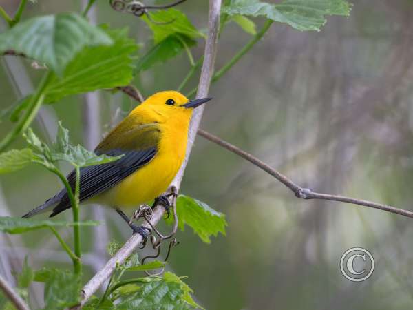 Birds-Honorable Mention-Allen Kurth-Prothonotary Warbler