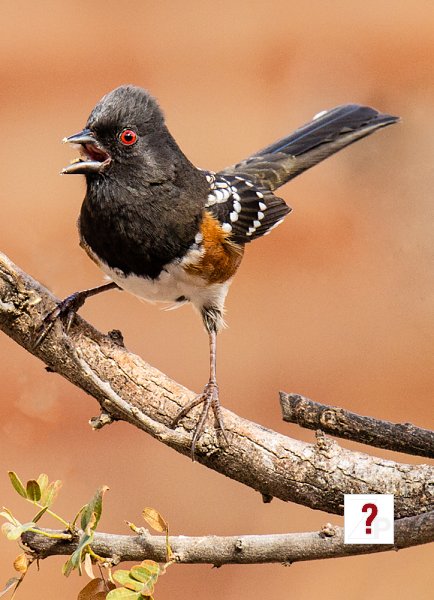 Birds-2nd Place-Terry Turner Member's Choice-4 Way Tie-Upset Spotted Towhee