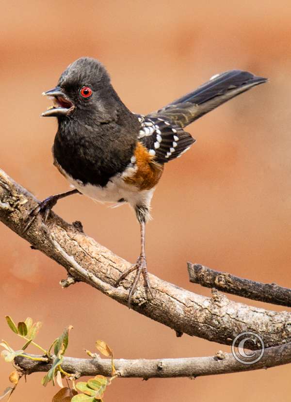 Birds-2nd Place-Terry Turner Member's Choice-4 Way Tie-Upset Spotted Towhee