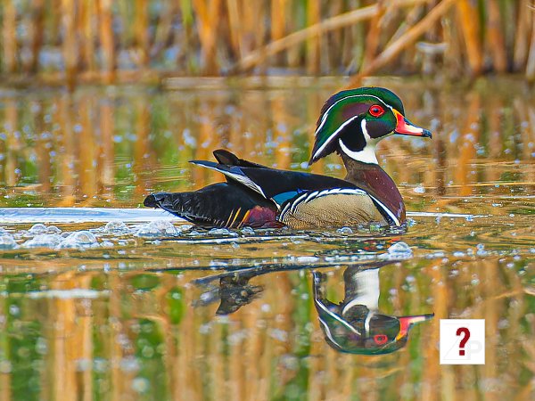 Birds-3rd Place-Allen Kurth-Wood Duck at Sunrise