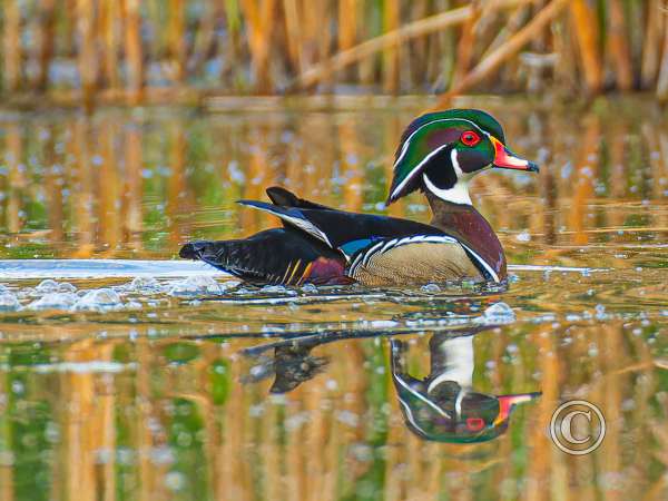 Birds-3rd Place-Allen Kurth-Wood Duck at Sunrise