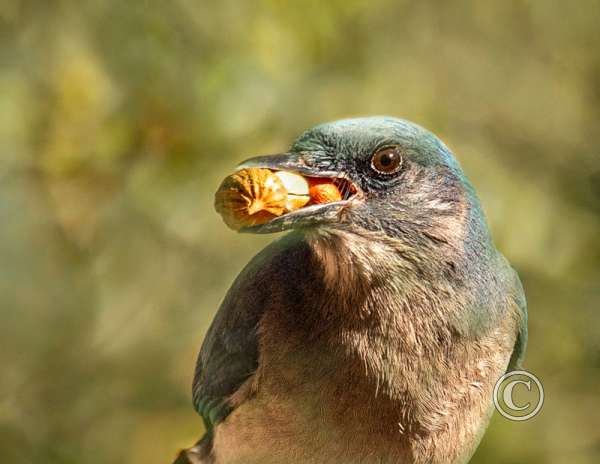 hungry bird