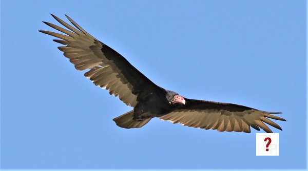 10_Vulture
