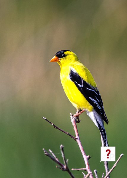 20_Goldfinch at Wherspan Lake