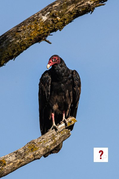 25_Turkey Vulture at Fontenelle Forest Wetlands