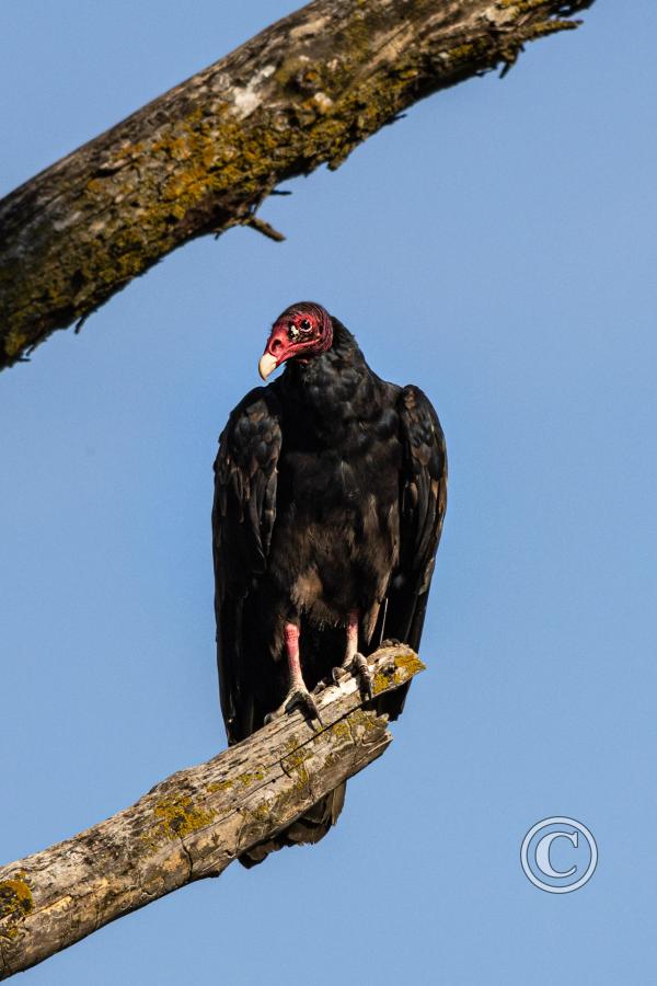 25_Turkey Vulture at Fontenelle Forest Wetlands