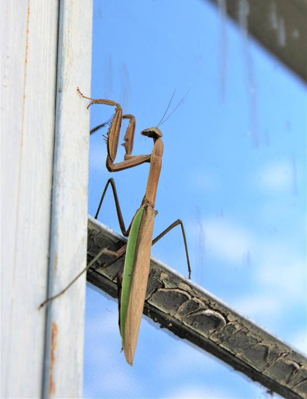 37_Walking Stick