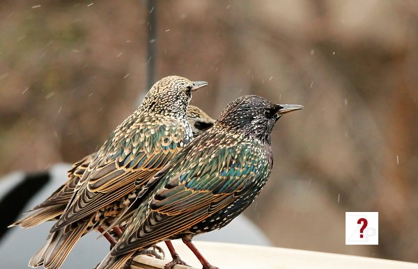 Young Starlings
