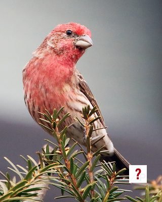 American Red Finch