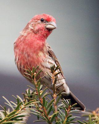American Red Finch