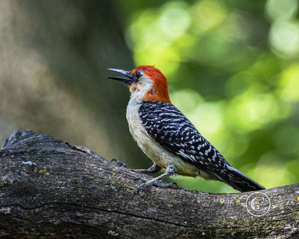 012Red Crowned woodpecker FF